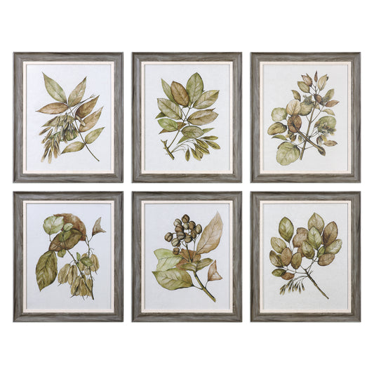 Uttermost 33643 Seedlings Framed Prints S/6