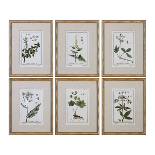Uttermost 33651 Green Floral Botanical Study Prints S/6