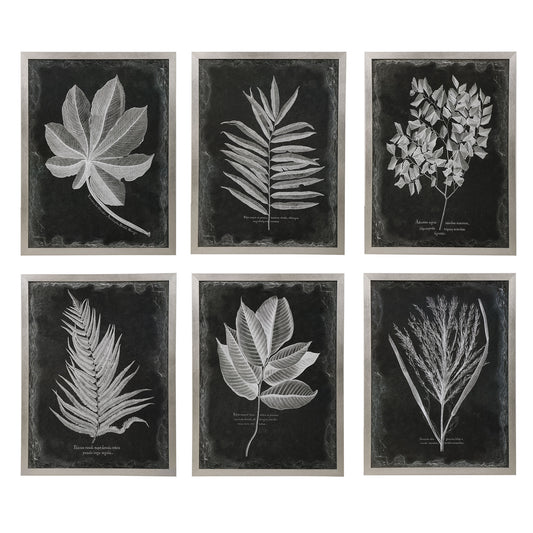 Uttermost 33671 Foliage Framed Prints, S/6