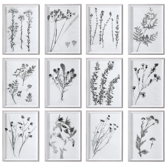 Uttermost 33713 Contemporary Botanicals Framed Prints, S/12