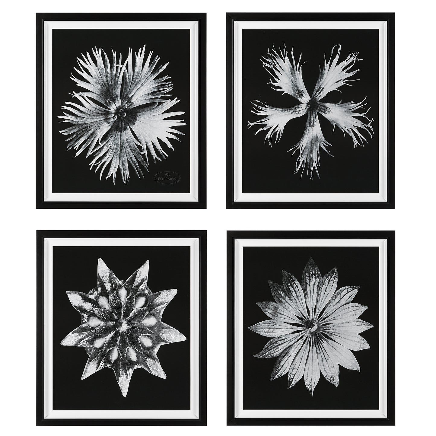 Uttermost 41427 Contemporary Floret Framed Prints, S/4