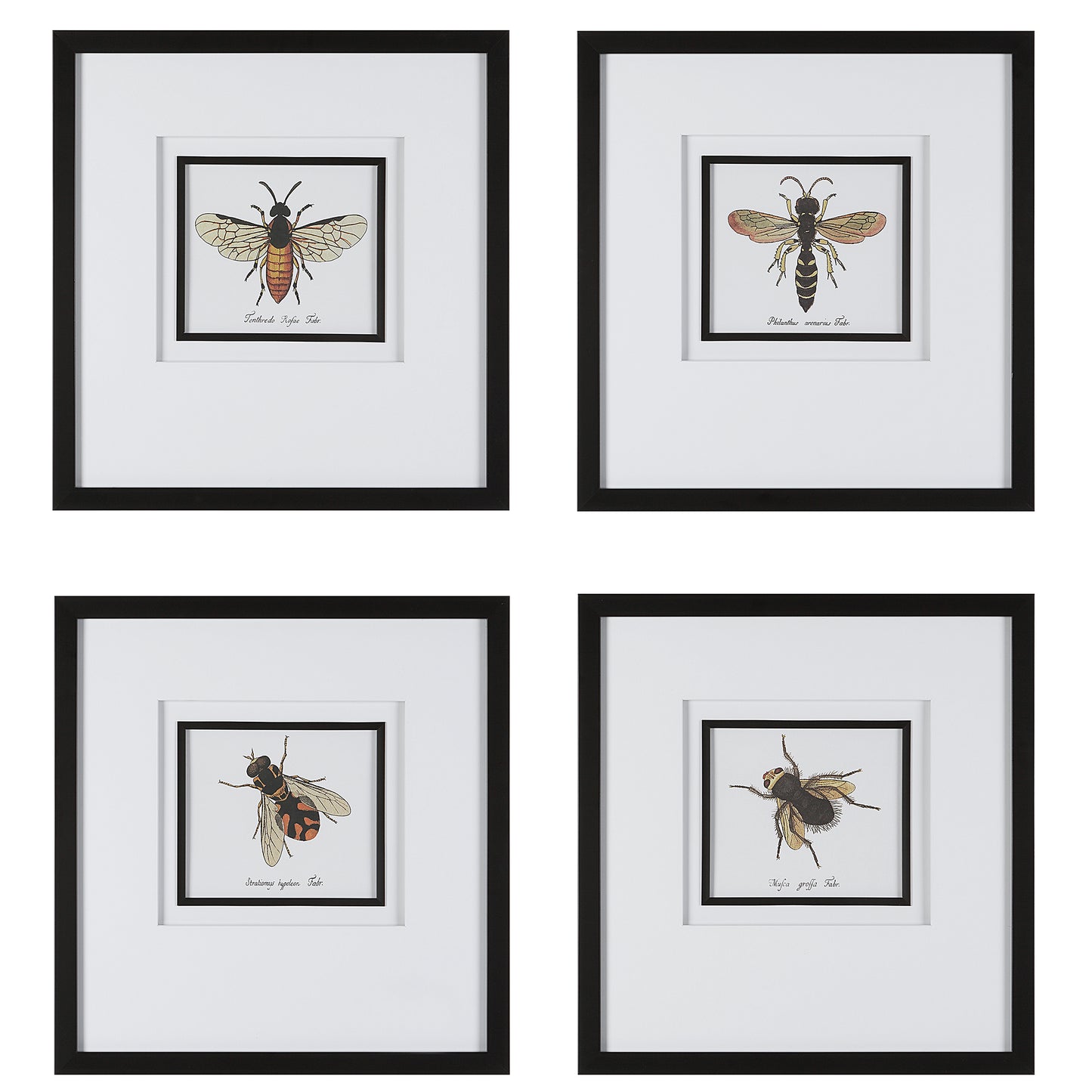 Uttermost 41428 Anthophila Framed Prints, S/4