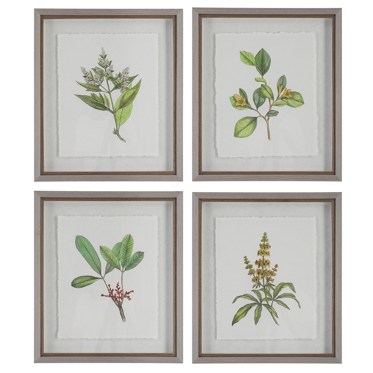 Uttermost 41461 Wildflower Study Framed Prints, S/4