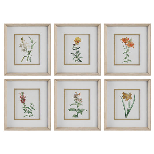 Uttermost 32284 Classic Botanicals Framed Prints Set/6