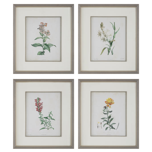 Uttermost 32285 Heirloom Blooms Study Framed Prints Set/4