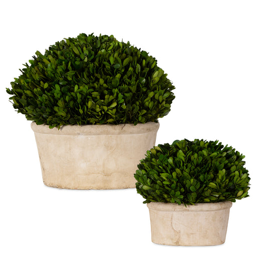 Uttermost 60107 Oval Domes Preserved Boxwood Set/2