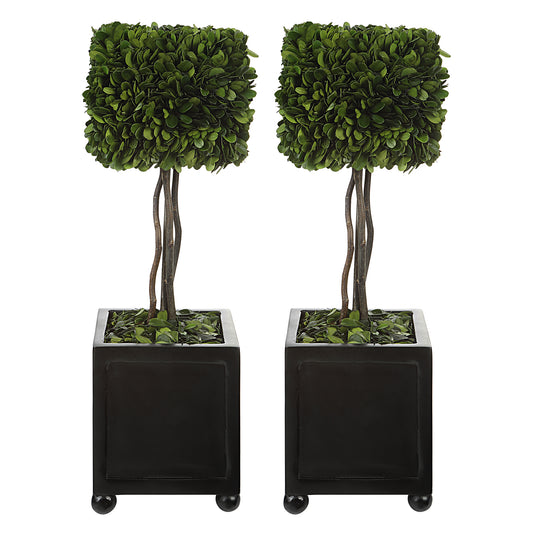 Uttermost 60187 Preserved Boxwood Square Topiaries, S/2