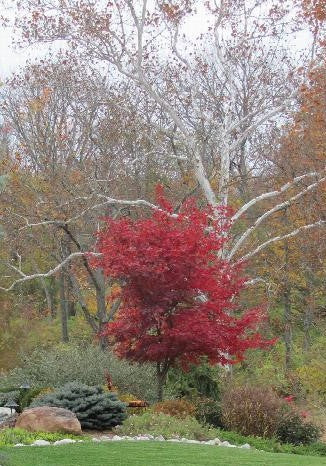 Acer palmatum 'Bloodgood' Bloodgood Japanese Maple