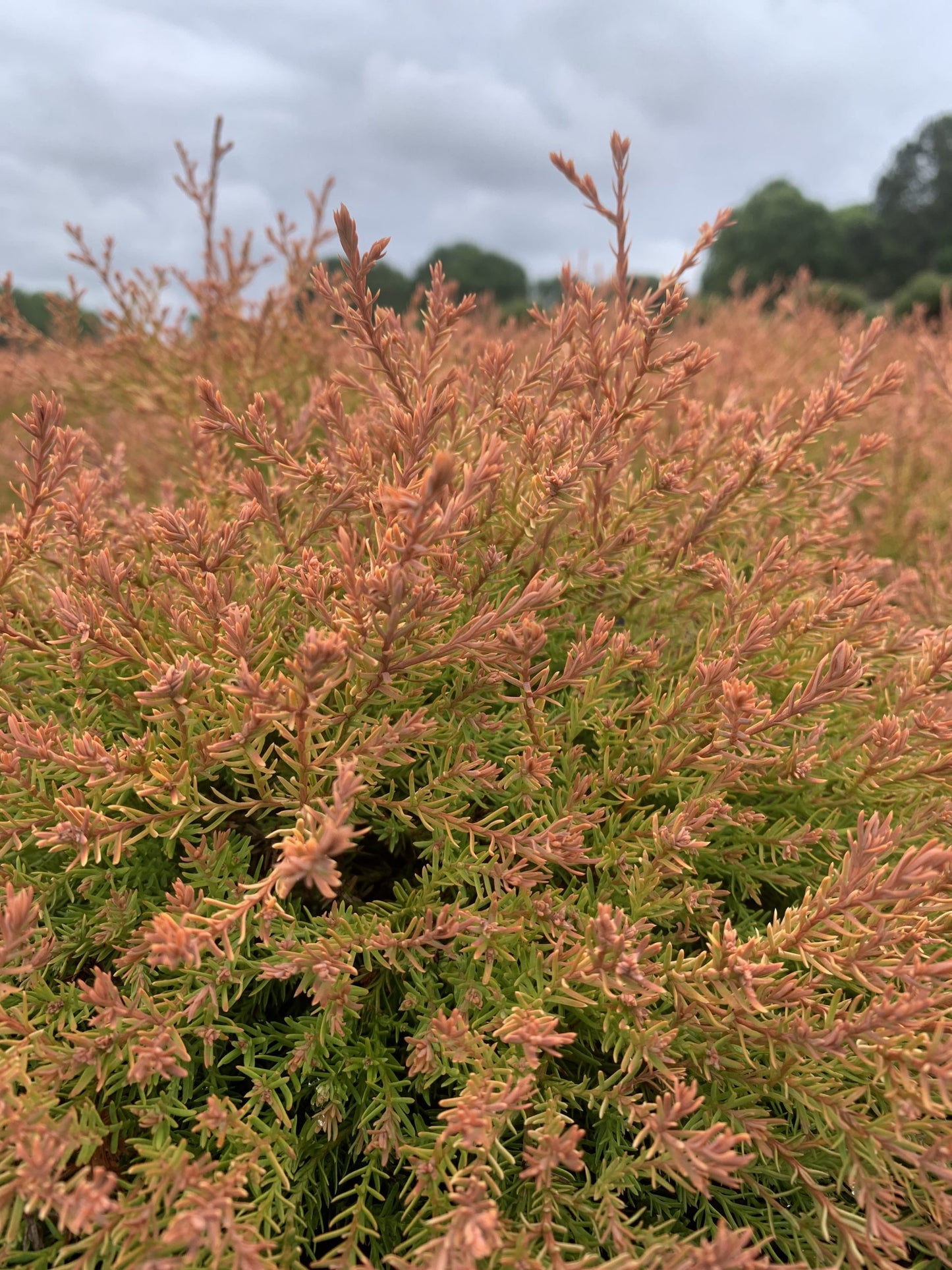 Arborvitae Fire Chief 3g (Thuja occ. 'Congabe' PP19009)