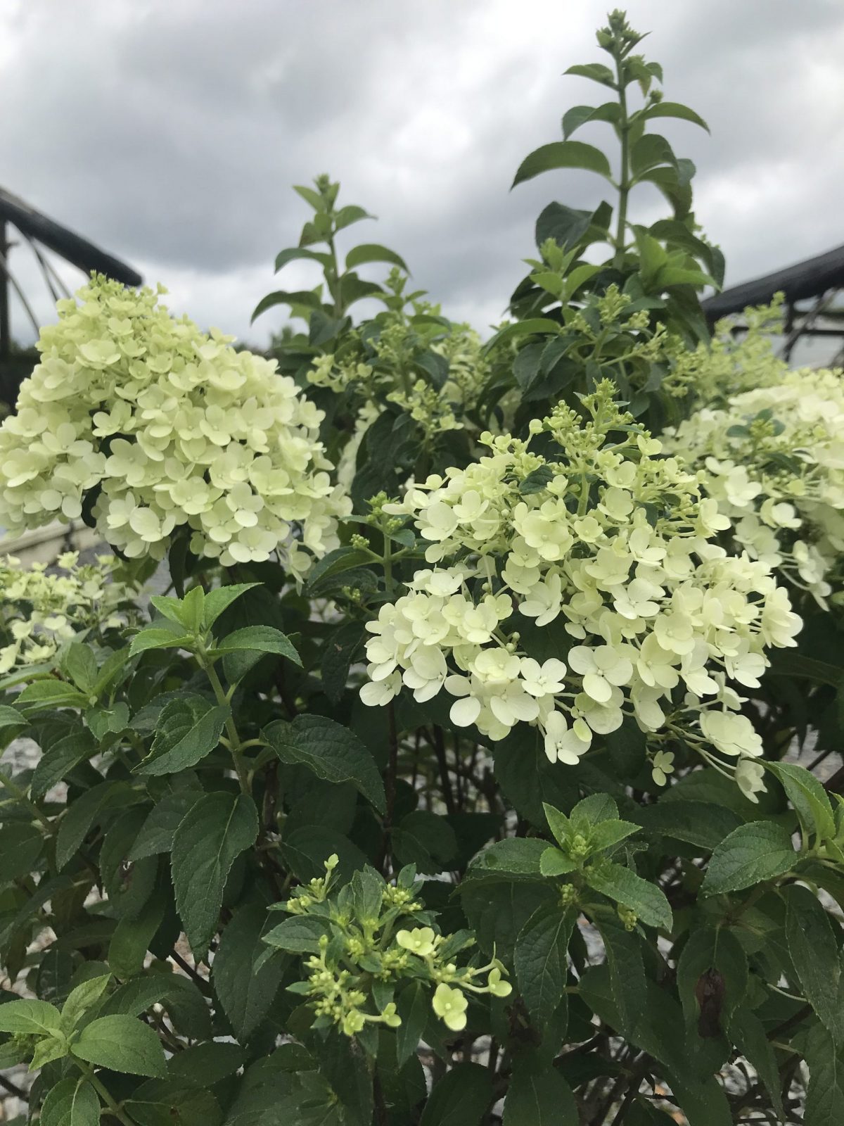 Hydrangea Bobo 3g