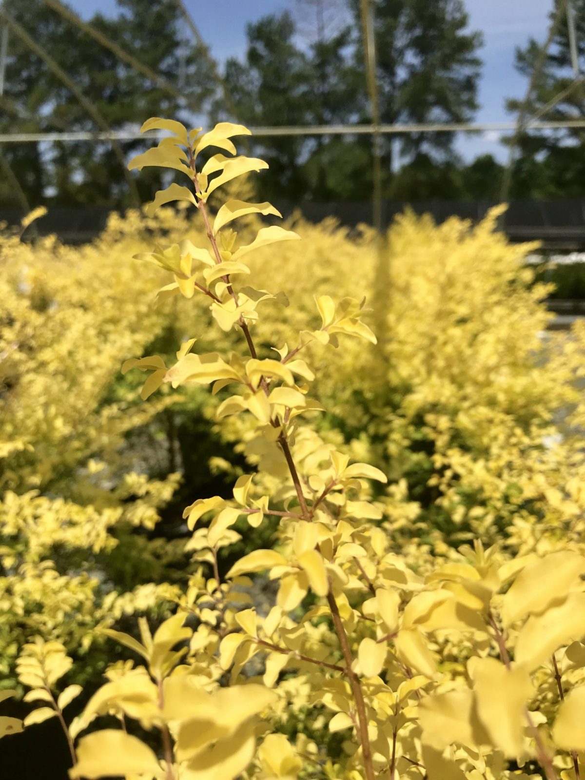Privet Sunshine (Ligustrum sinense 'Sunshine' PP20379)