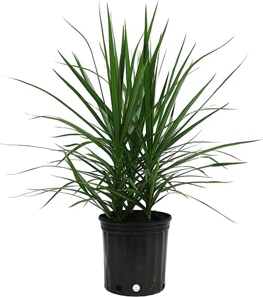 Dracaena Marginata Bush 10" Pot