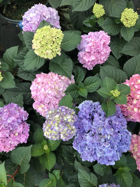 Endless Summer® The Original Hydrangea 3g
