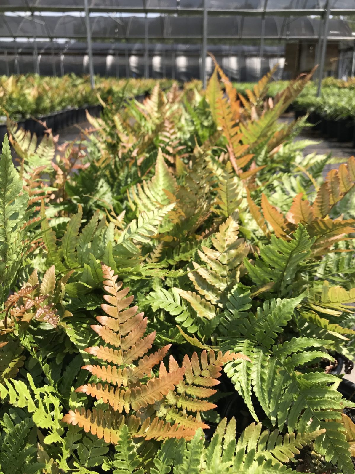 Fern  Autumn 1g (Dryopteris erythrosora)
