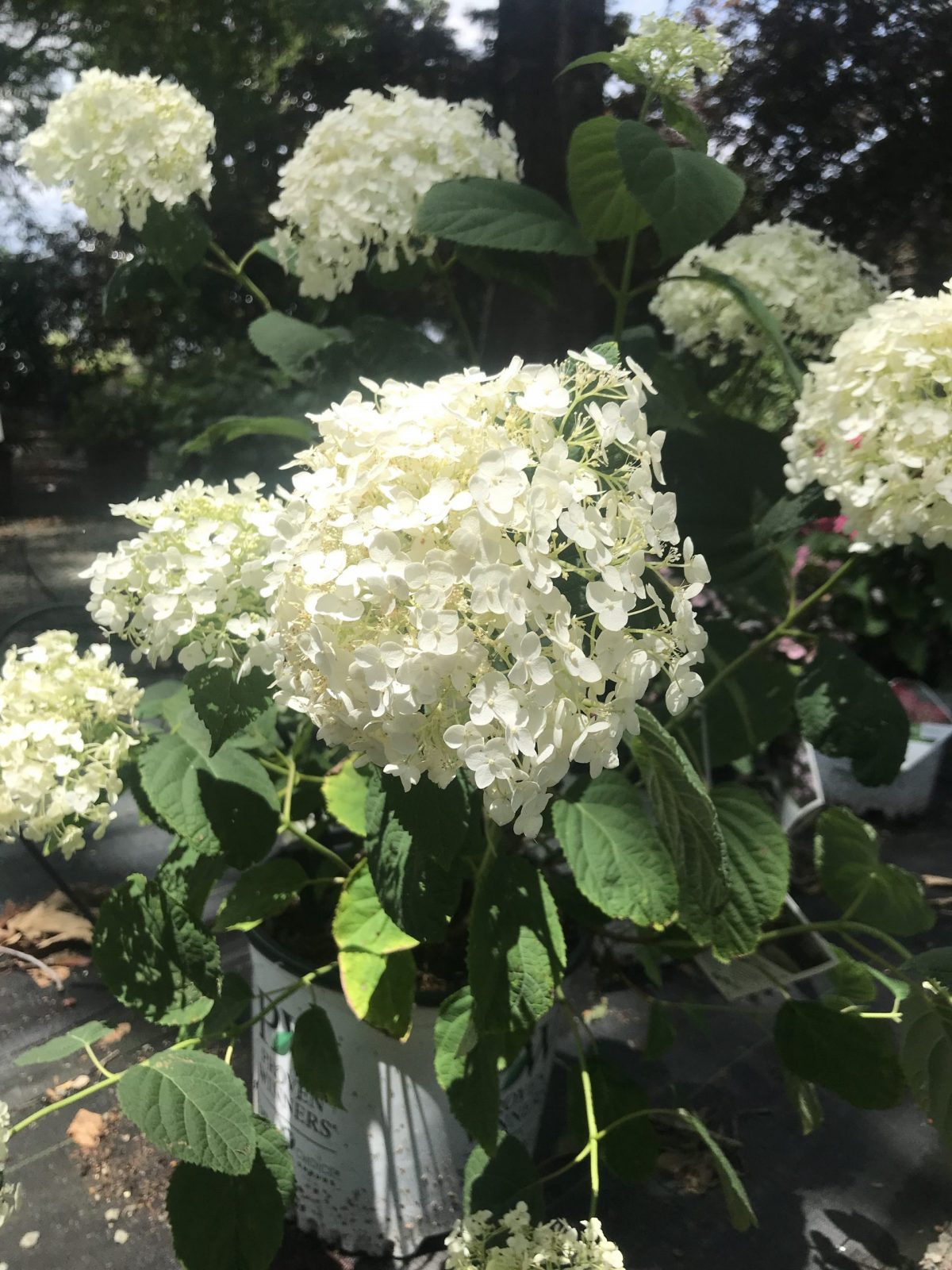 Hydrangea – Incrediball® 3g