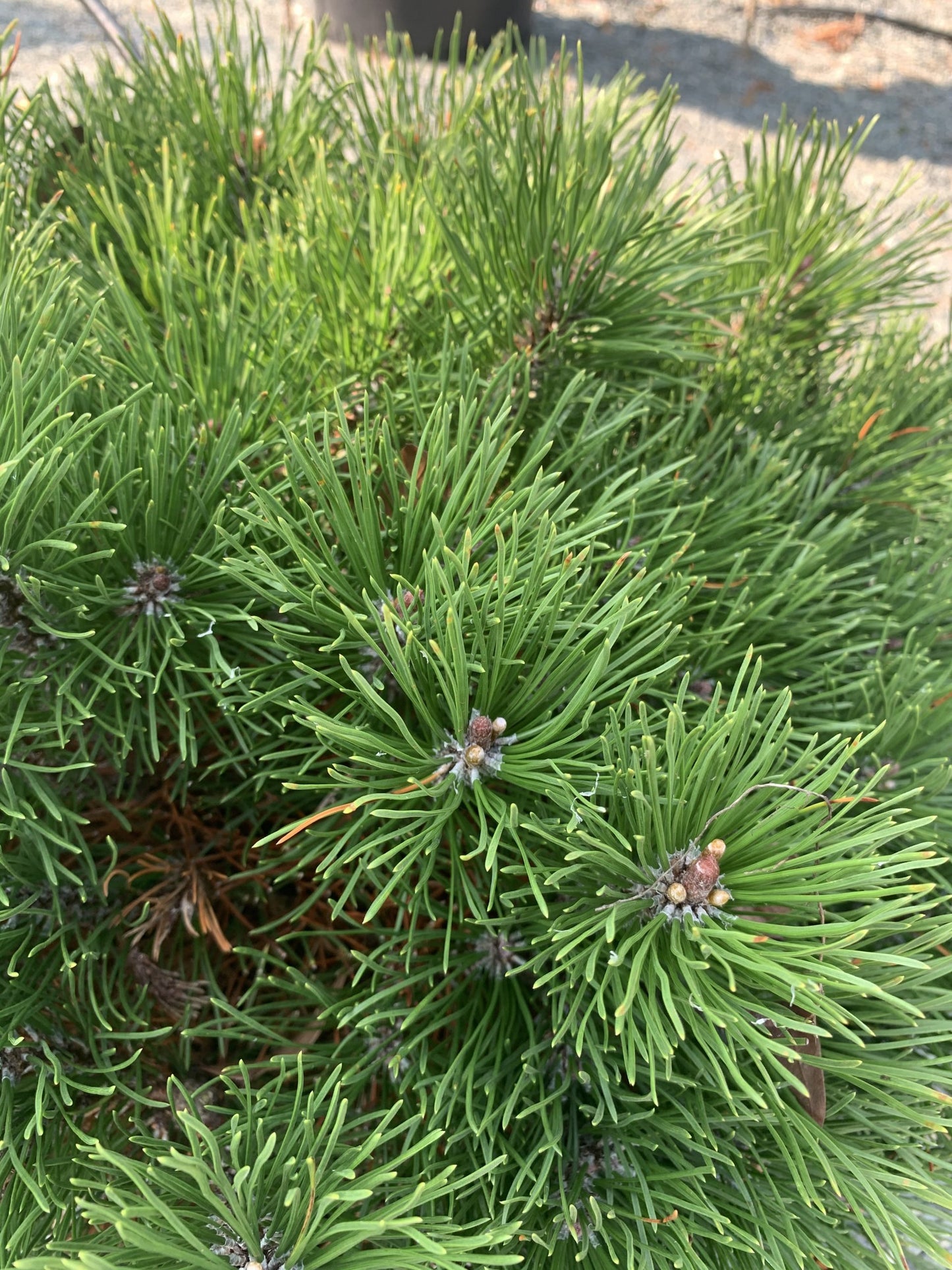 Pine Dwarf Mugo 2g (Pinus mugo 'Pumillo')