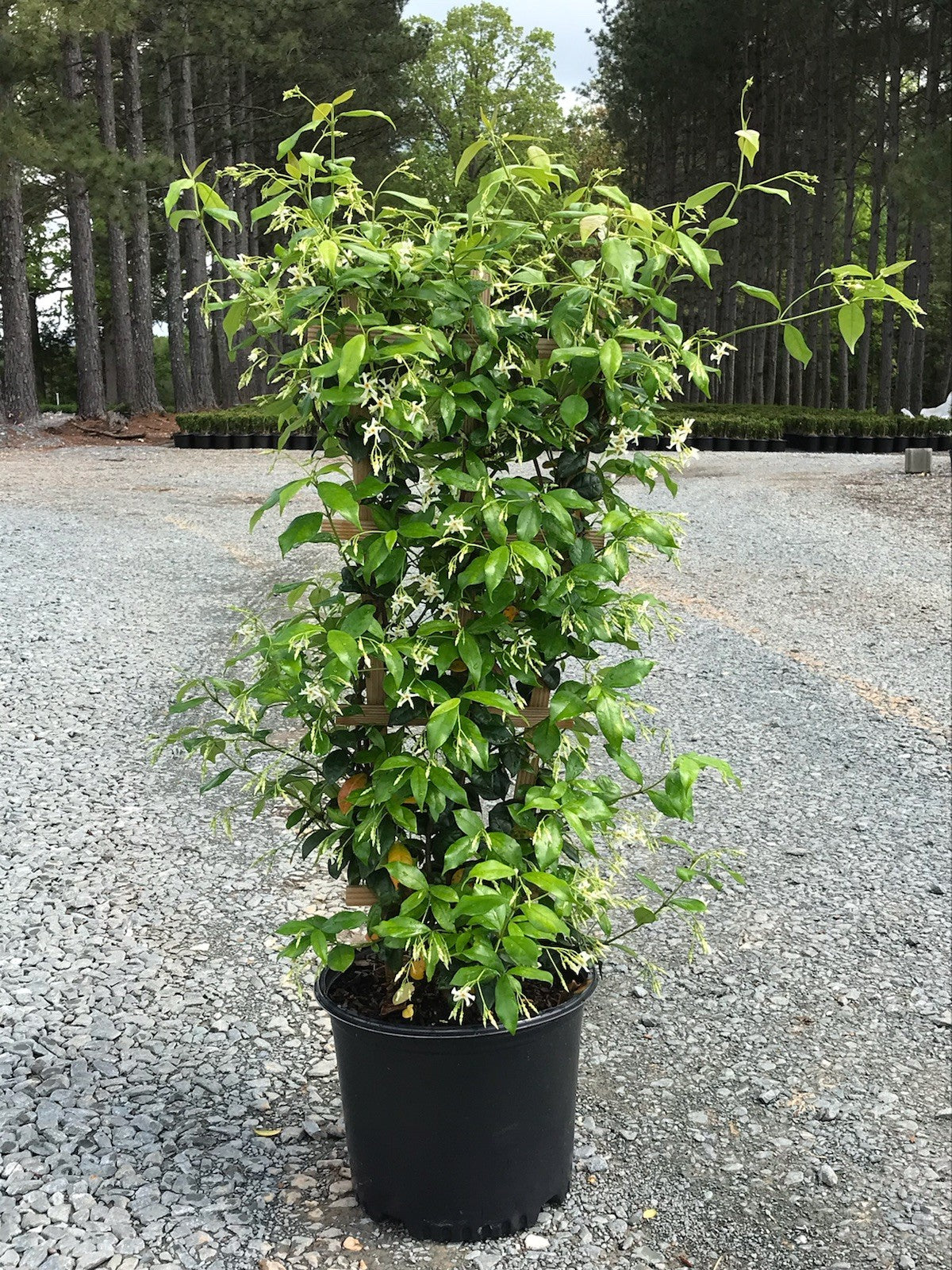 Jasmine Confederate 3g