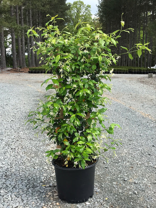 Jasmine Confederate 3g (Trachelospermum jasminoides)