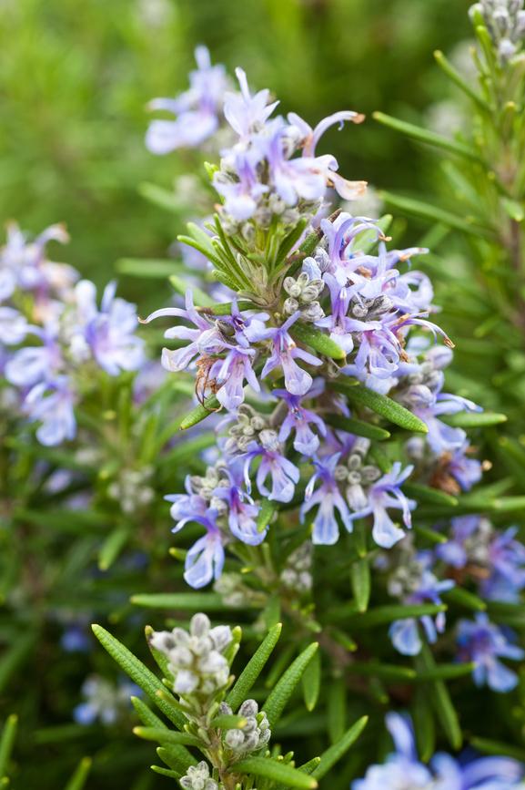 Rosemary Spice Island 1G (Rosemarinus officinalis 'Spice Island')