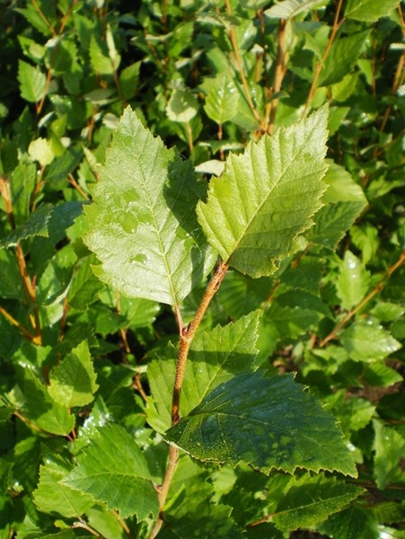 Betula nigra 'BNMTF' Dura Heat® River Birch