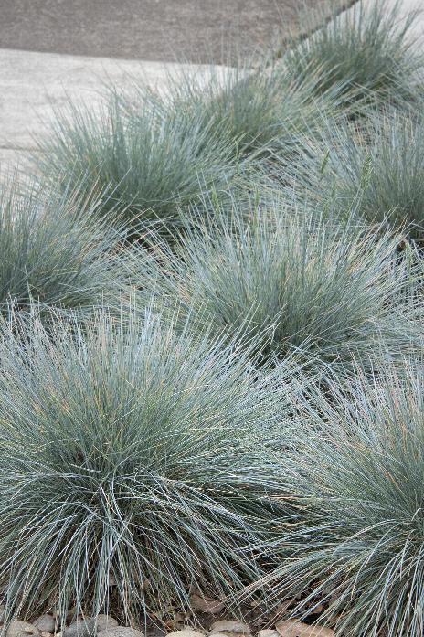 Elijah Blue Fescue (Festuca glauca 'Elijah Blue') 1g