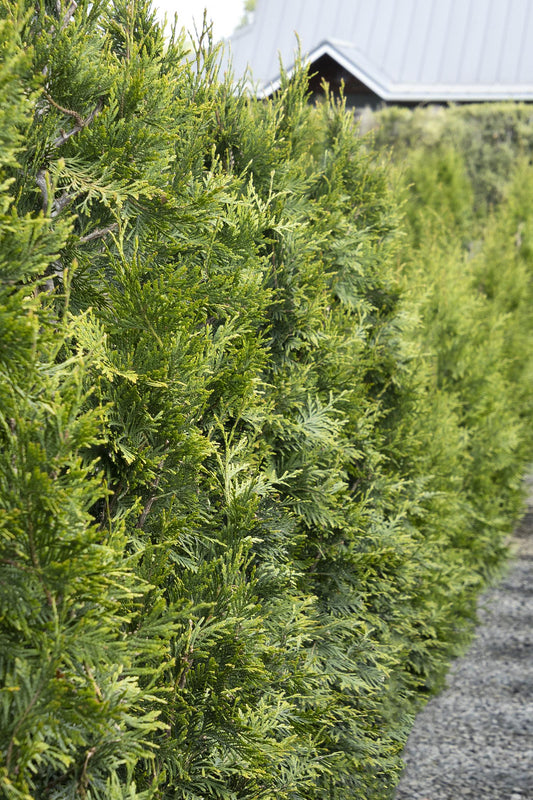 Green Giant Arborvitae