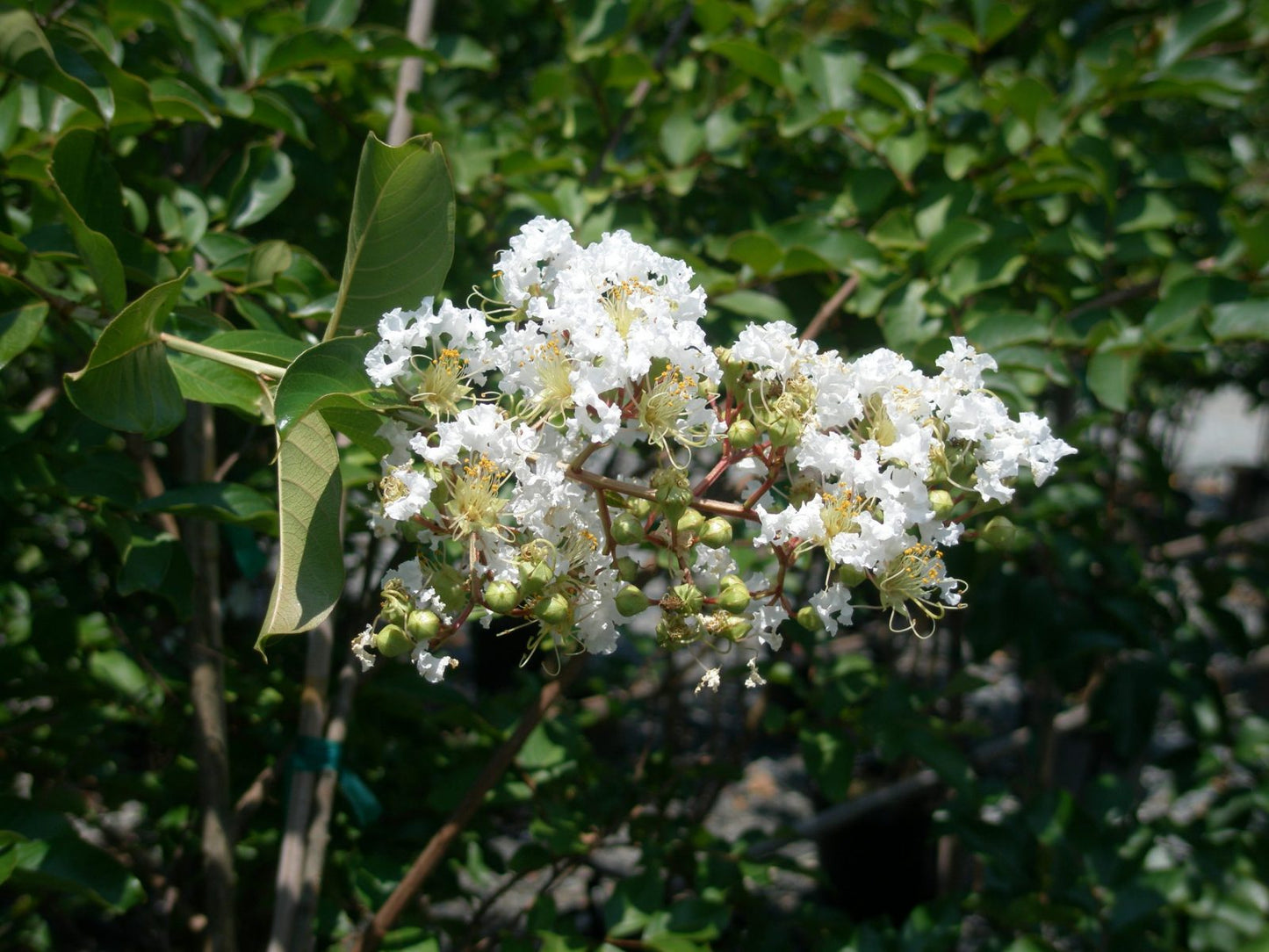 Lagerstroemia indica x fauriei 'Natchez' Natchez Crape Myrtle