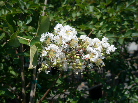 Lagerstroemia indica x fauriei 'Natchez' Natchez Crape Myrtle