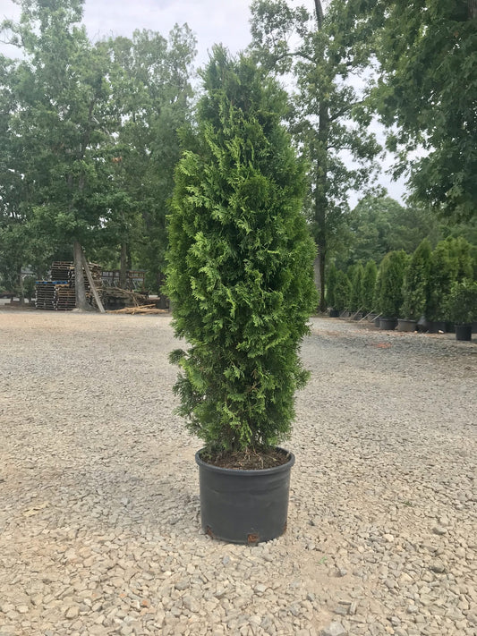 Emerald Green Arborvitae