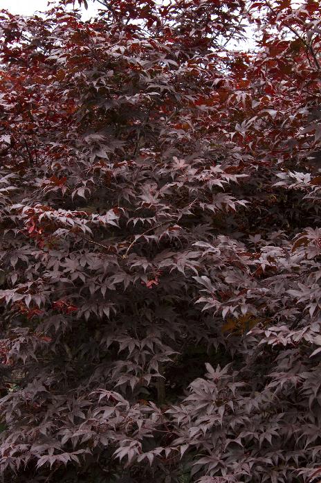 Acer palmatum 'Bloodgood' Bloodgood Japanese Maple