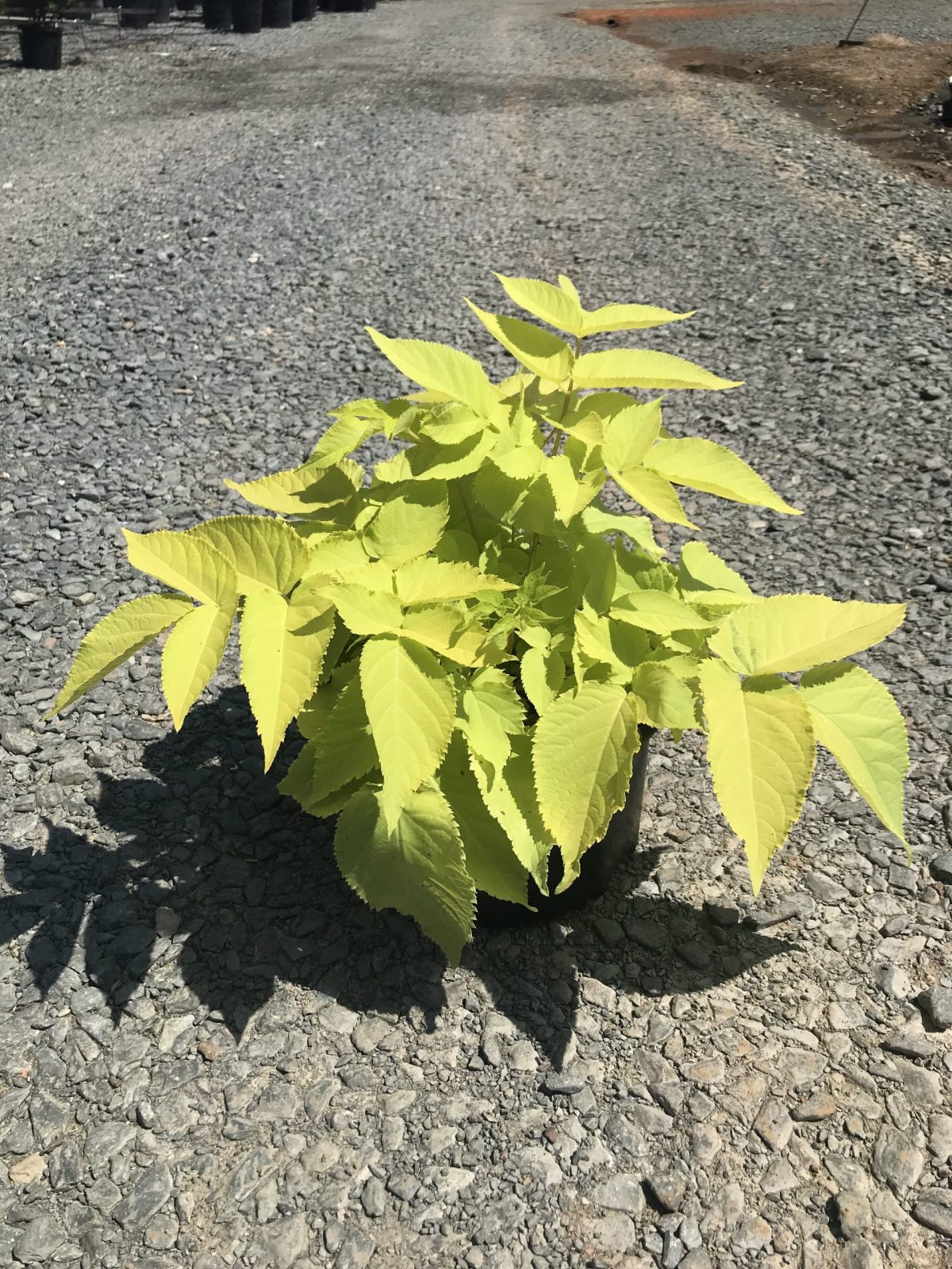 Aralia Sun King Golden Japanese Spikenard 2G (Aralia cordata 'Sun King')