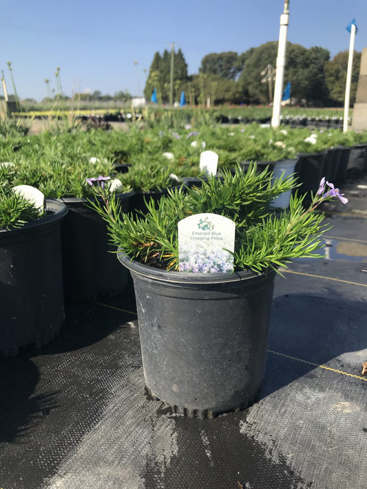 Phlox Emerald Blue 1g (Phlox subulata 'Emerald Blue')