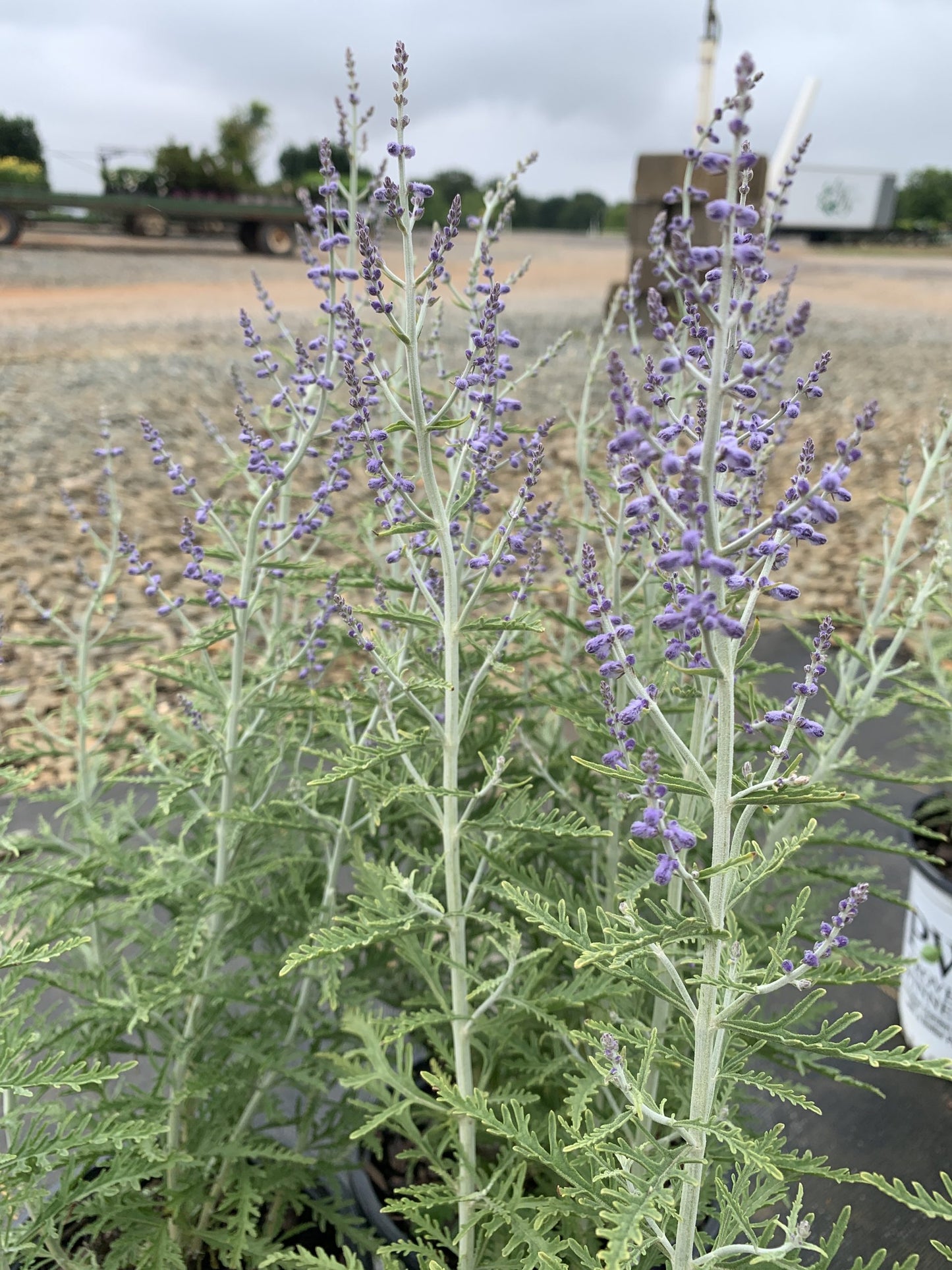 Sage Denim n Lace 1g (Perovskia atriplicifolia 'Denim n Lace' PPAF)