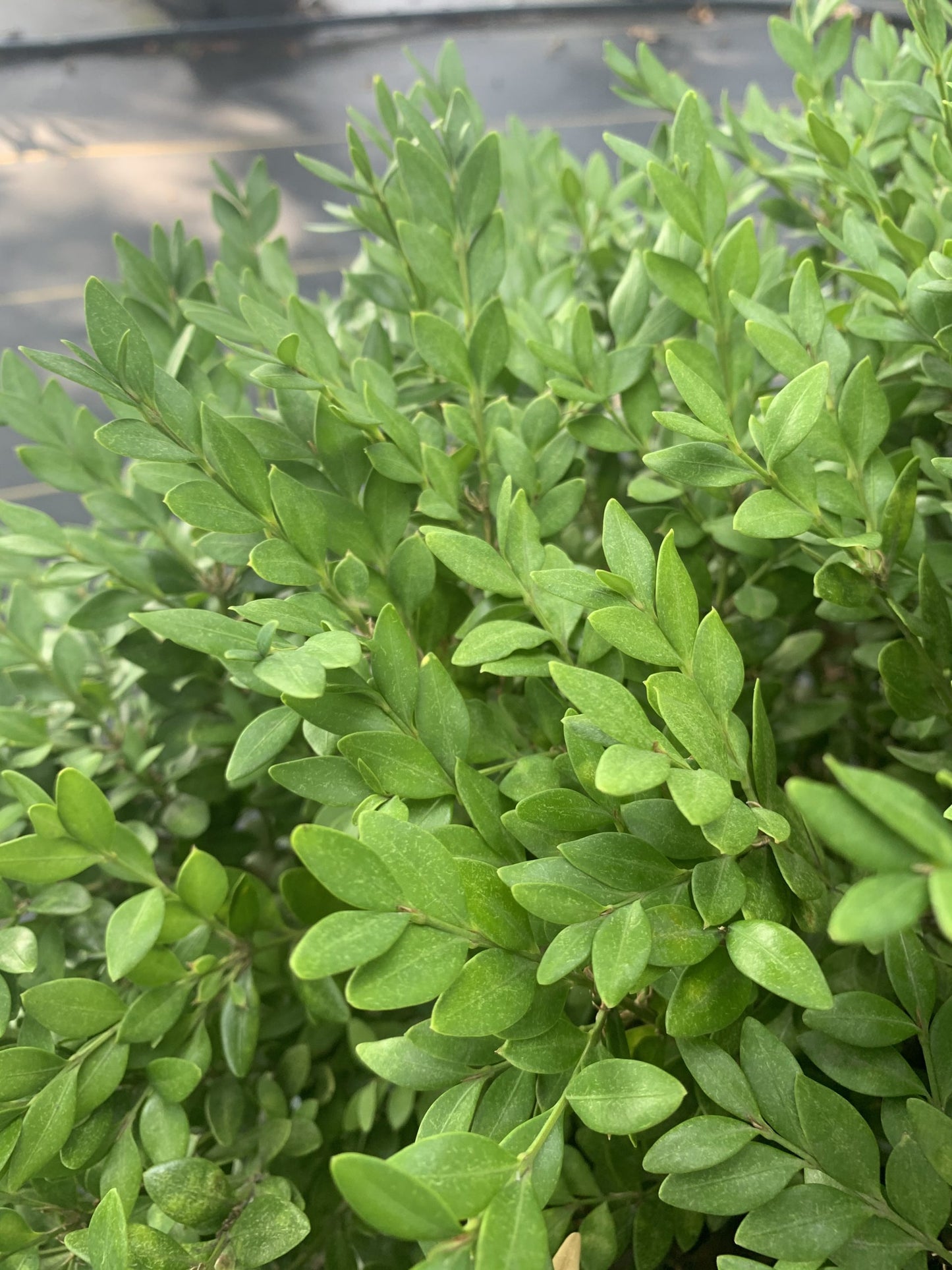 Boxwood – Green Velvet (Buxus 'Green Velvet') 2g
