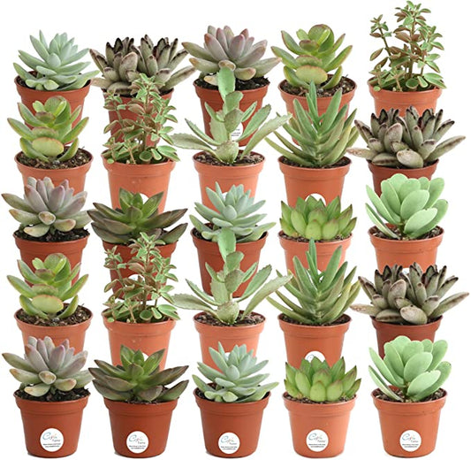 2" Mini Succulents In Growers Pot 28 pack