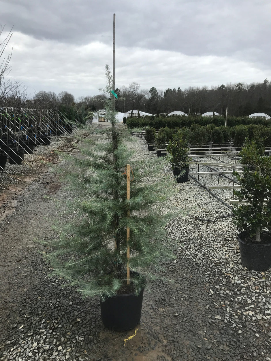 Topiaries & Specialty – Richardson Roots