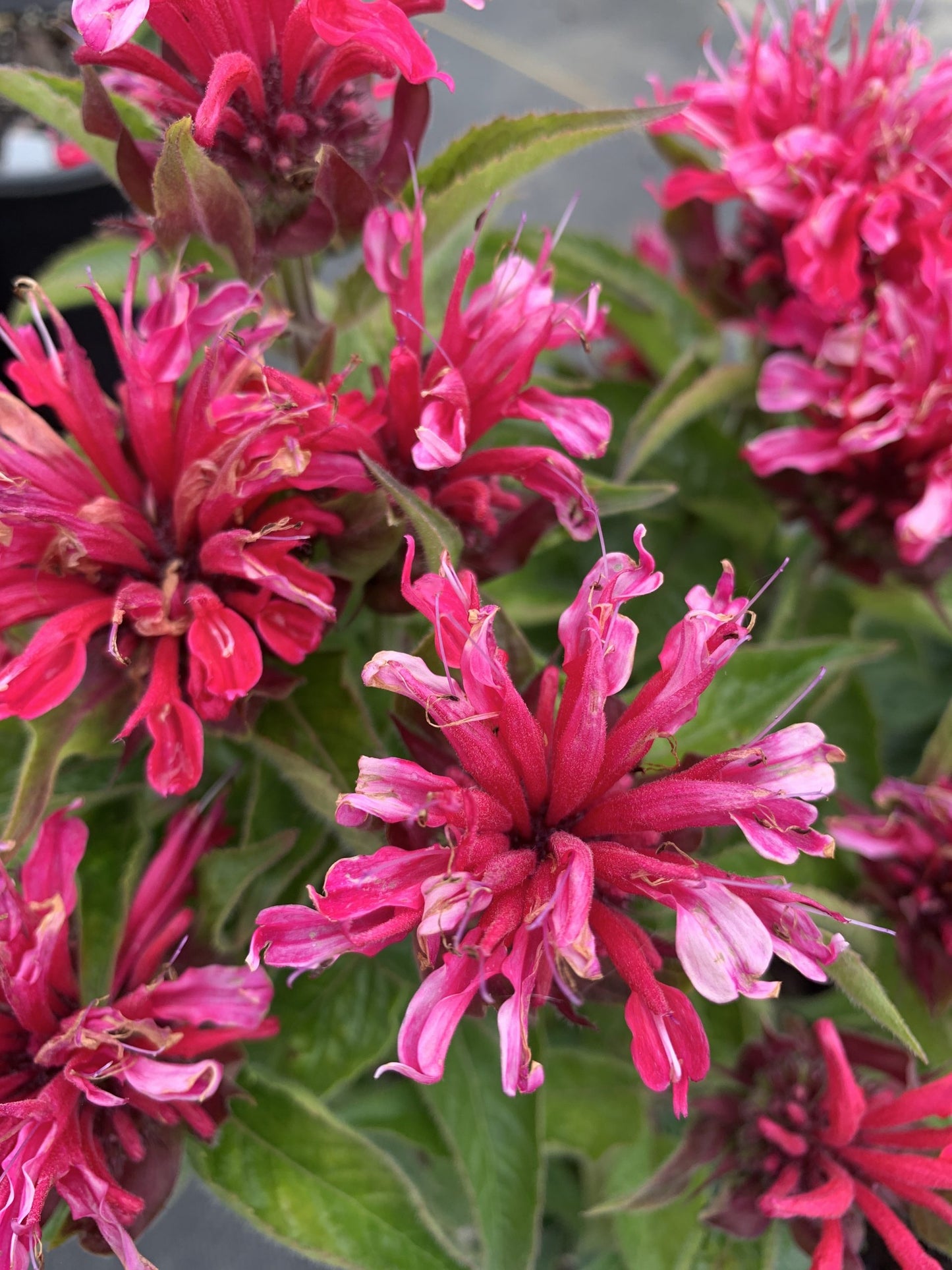 Bee Balm Cherry Pops 1g (Monarda 'Sugar Buzz Cherry Pops')