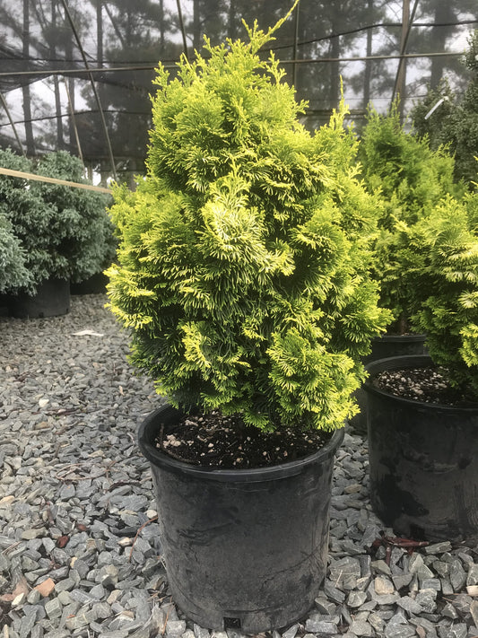 Cypress Golden Dwarf Hinoki 2g (Chamaecyparis obtusa 'Nana Lutea')