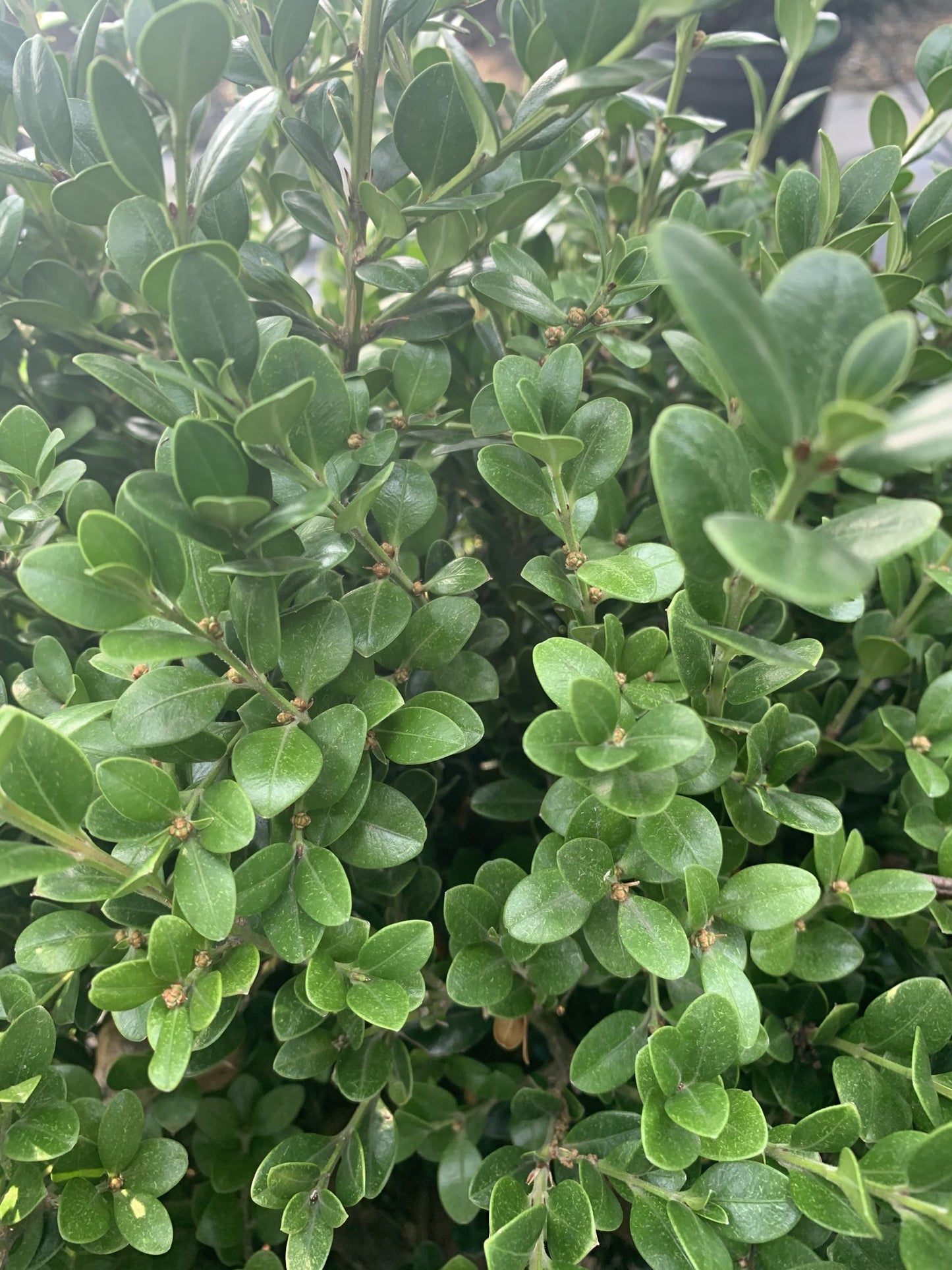 Boxwood Wintergreen (Buxus sinica 'Wintergreen')