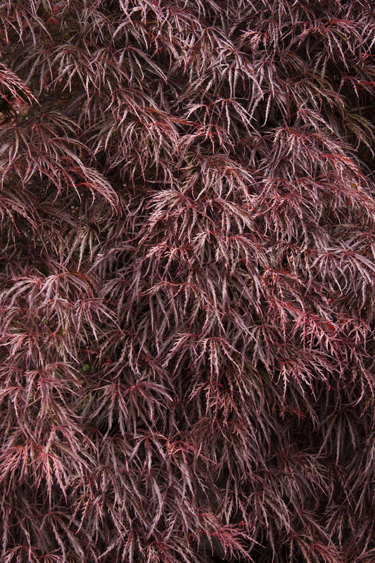 Crimson Queen Laceleaf Japanese Maple