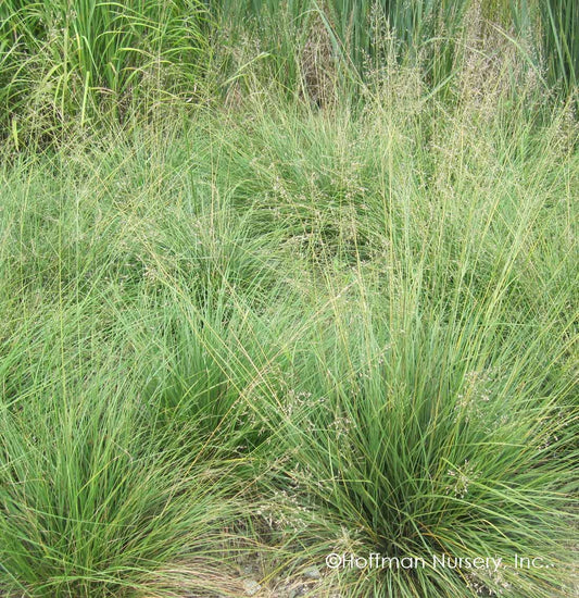 Prairie Dropseed 1g (Sporobolus Heterolepis)