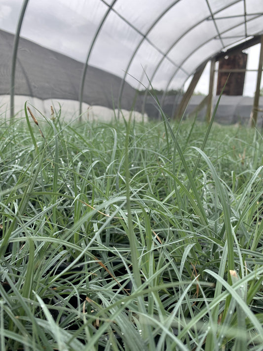 Sedge Blue Zinger 1g (Carex flacca 'Blue Zinger')