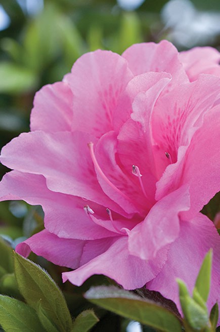Encore® Azalea – Autumn Carnation™ 3g (Rhododendron 'Roblec' PP15339)