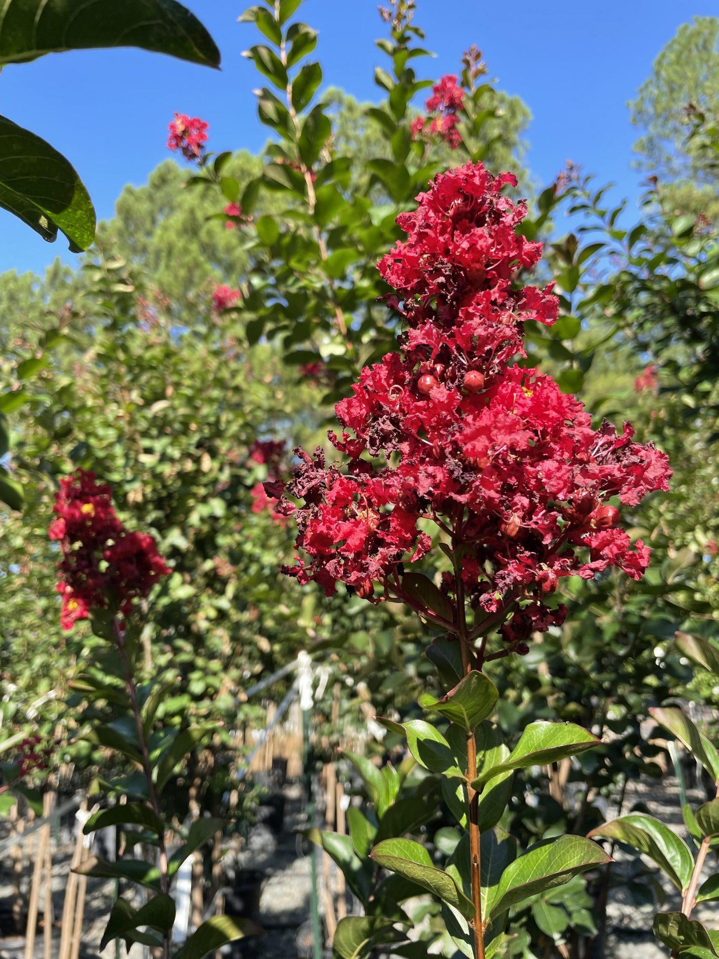 Lagerstroemia x 'JMI' PPAF Colorama™ Scarlet Crape Myrtle