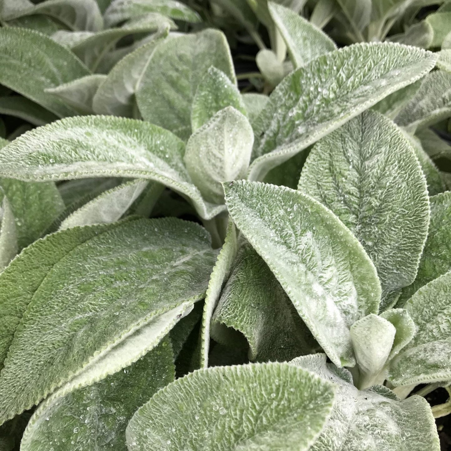 Giant Lambs Ear 1g (Stachys byzantina 'Helene Von Stein')