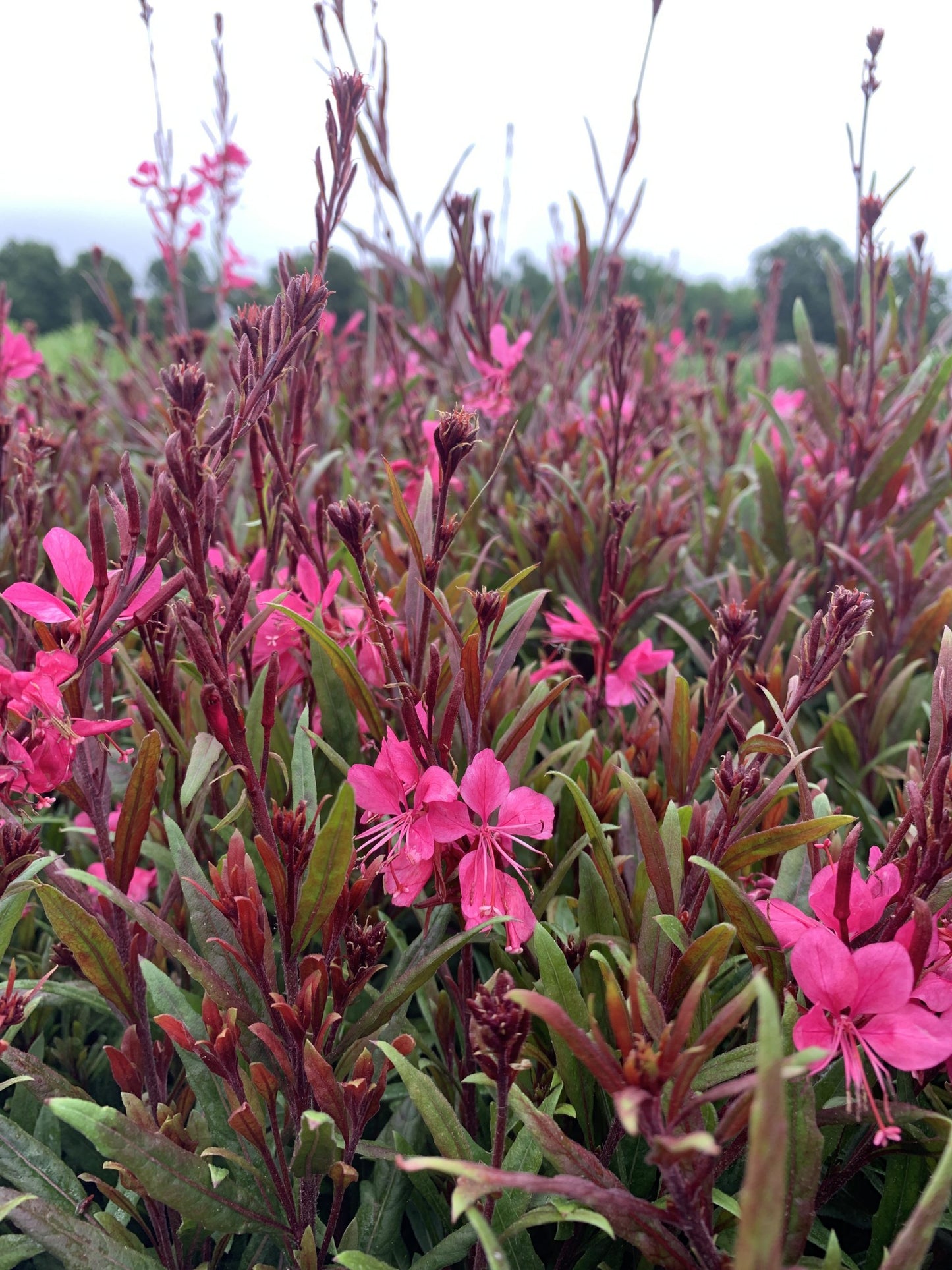 Gaura Belleza 1g  (Gaura lindheimeri 'Belleza Dark Pink' )