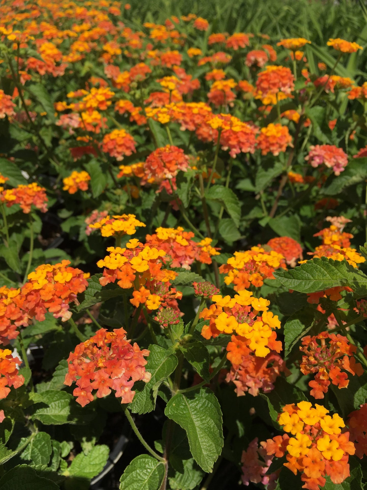 Lantana Miss Huff Hardy 1 Gallon (Lantana camara 'Miss Huff')