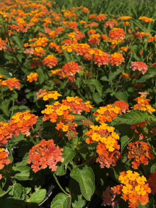 Lantana Miss Huff Hardy 1 Gallon (Lantana camara 'Miss Huff')