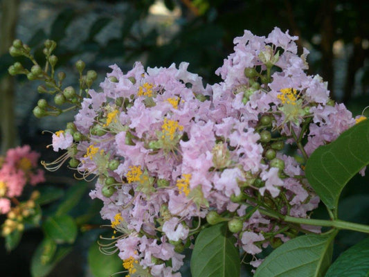 Crape Myrtle Muskogee (Lagerstroemia x 'Muskogee')