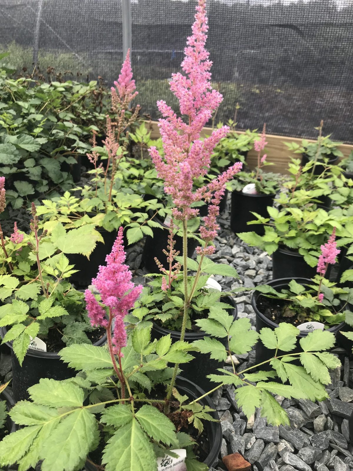 Astilbe Vision in Pink 1g (Astilbe chinensis 'Vision in Pink' PP11860)